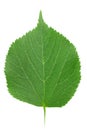 One green leaf of linden-tree Royalty Free Stock Photo