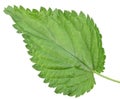 One green leaf of nettle Royalty Free Stock Photo
