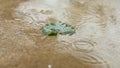 One green leaf in a pool of water under a warm summer rain. slow motion
