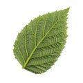 One green leaf of raspberry isolated on white background, bottom side of leaf Royalty Free Stock Photo