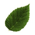 One green leaf of raspberry isolated on white background, top side of leaf Royalty Free Stock Photo