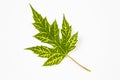 One green leaf of Silver Maple tree Acer Saccharinum isolated on white background Royalty Free Stock Photo