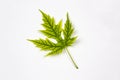 One green leaf of Silver Maple tree Acer Saccharinum isolated on white background Royalty Free Stock Photo