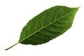 One green leaf of sweet cherry isolated on white background, bottom side of leaf Royalty Free Stock Photo