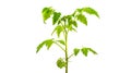 One green leaf of tomato Royalty Free Stock Photo