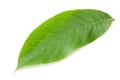 one green leaf of walnut isolated on a white background Royalty Free Stock Photo