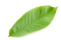 one green leaf of walnut isolated on a white background Royalty Free Stock Photo