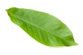 one green leaf of walnut isolated on a white background Royalty Free Stock Photo