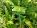one green leaf is a wild fern leaf that grows in the forest Royalty Free Stock Photo