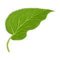 One Green Leave With Curved Edges Vector Illustration Royalty Free Stock Photo