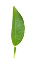 One green lemon leaf isolated on white background with clipping path Royalty Free Stock Photo