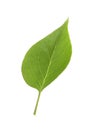 One green lilac leaf isolated on white Royalty Free Stock Photo