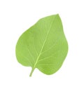 One green lilac leaf isolated on white Royalty Free Stock Photo