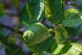 One green lime on a tree with blurred background Royalty Free Stock Photo