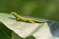 one green lizard sits on a large leaf and sunbathes Royalty Free Stock Photo