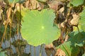One green lotus leaf in the pond Royalty Free Stock Photo