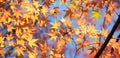 One green maple leaf among yellow leave and bright blue sky in autumn Royalty Free Stock Photo