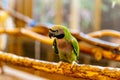 One green Nanday Parakeet sitting on a perch. Aratinga Nenday from Psittacidae family