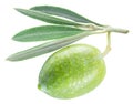 One green natural olive with leaves isolated on a white background