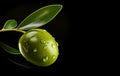 One green olive with water drops on black background Royalty Free Stock Photo