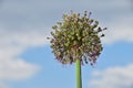 One green onion leek flower blossom over blue sky Royalty Free Stock Photo