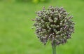 One green onion leek flower blossom over green Royalty Free Stock Photo