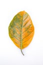 One green and orange leaf of jackfruit tree isolated on white background. Royalty Free Stock Photo