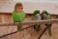 One green parrot sits on rope. Two other parrots kisses behind his back