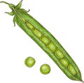One Green Pea Pod and Peas Royalty Free Stock Photo