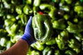 One green pepper in hands. Boxes with big green peppers harvets at greenhouse before sale at market Royalty Free Stock Photo