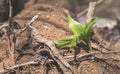 One green plant growing alone from the ground in the spring time nature new life concept background close up Royalty Free Stock Photo