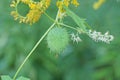 One green prickly wild cucumber and white yellow flowers Royalty Free Stock Photo