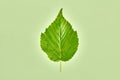 One green raspberry tree leaf on light green background, detailed macro photo of rubus berry leaf
