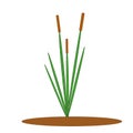 One green reed Bush with brown inflorescence, single element for vector design