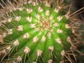 One green spiky round cactus Royalty Free Stock Photo