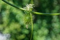 One green spiny wild cucumber with a white flower