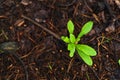 One green sprout growing in a brown soil