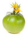 One green unripe tomato with a flower isolated on white background Royalty Free Stock Photo