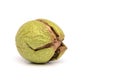 One Green Walnut in a Skin Isolated On White Background