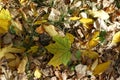 One greenish yellow leaf of maple on the ground Royalty Free Stock Photo