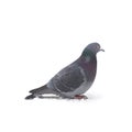 One grey pigeon