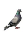 One grey pigeon on a white