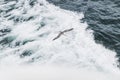 One grey seagull flying over waves in motion and hunting for the fish Royalty Free Stock Photo