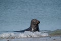 One Grey Seal, swimming in the sea with head above water. On the beach inside sea waves Royalty Free Stock Photo