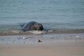 One Grey Seal, swimming in the sea with head above water. On the beach inside sea waves Royalty Free Stock Photo