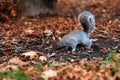 A grey squirrel on the yellow leaves in autumn sunny day Royalty Free Stock Photo