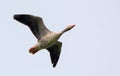 One Greylag goose flies over in light sky in spring Royalty Free Stock Photo