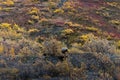 One grizzly bear in Alaska tundra