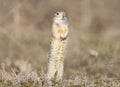 One ground squirrel stands on the ground in funny pose. Royalty Free Stock Photo