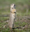 One ground squirrel stands on the ground in funny pose. Royalty Free Stock Photo